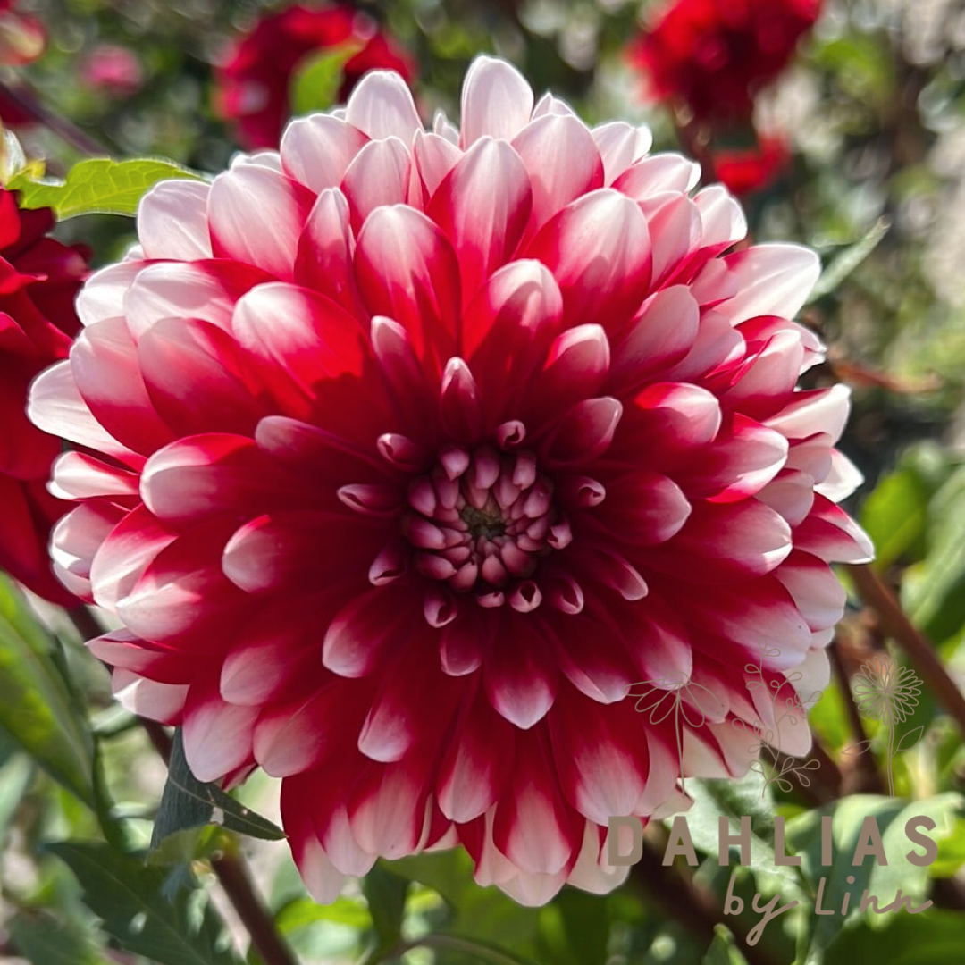 Dahlia Little Tiger