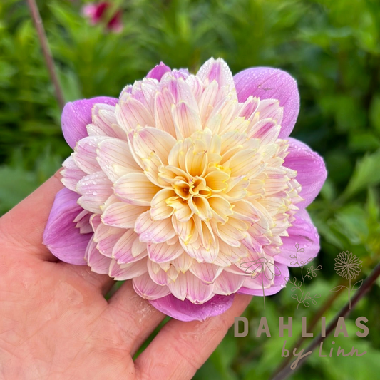 Dahlia Take Off