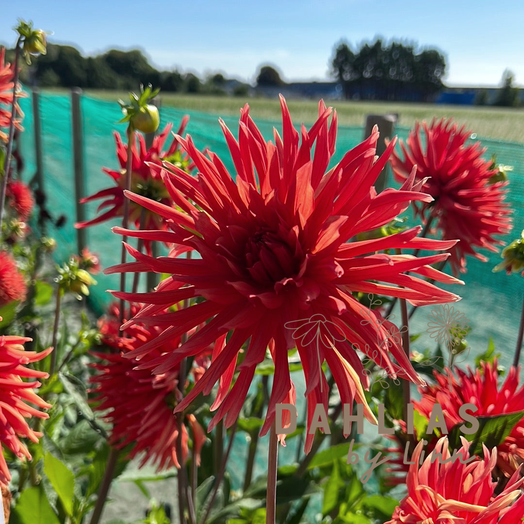 Dahlia Autumn Orange