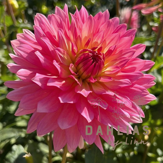 Dahlia Extase