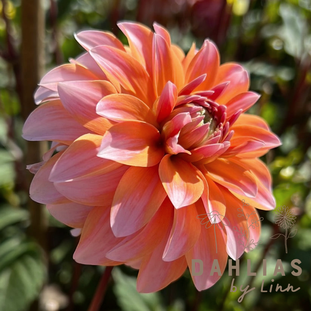Dahlia Peaches and Vanilla