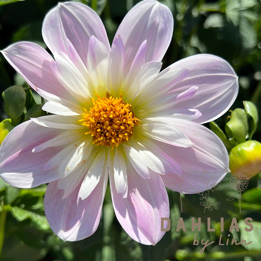 Dahlia Teesbrook Audrey