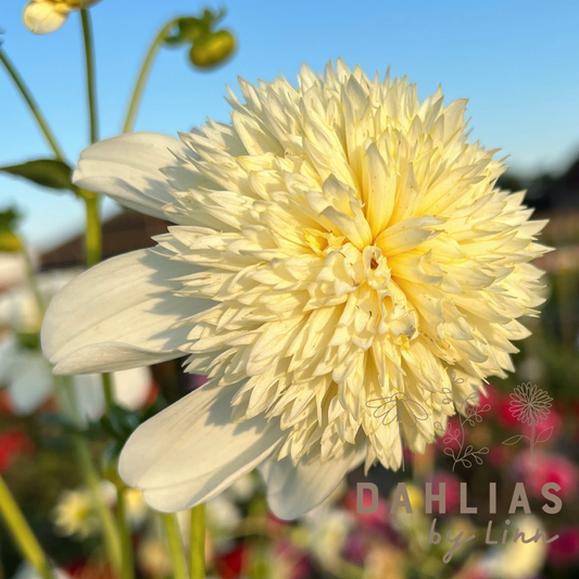 Dahlia Platinum Blondie