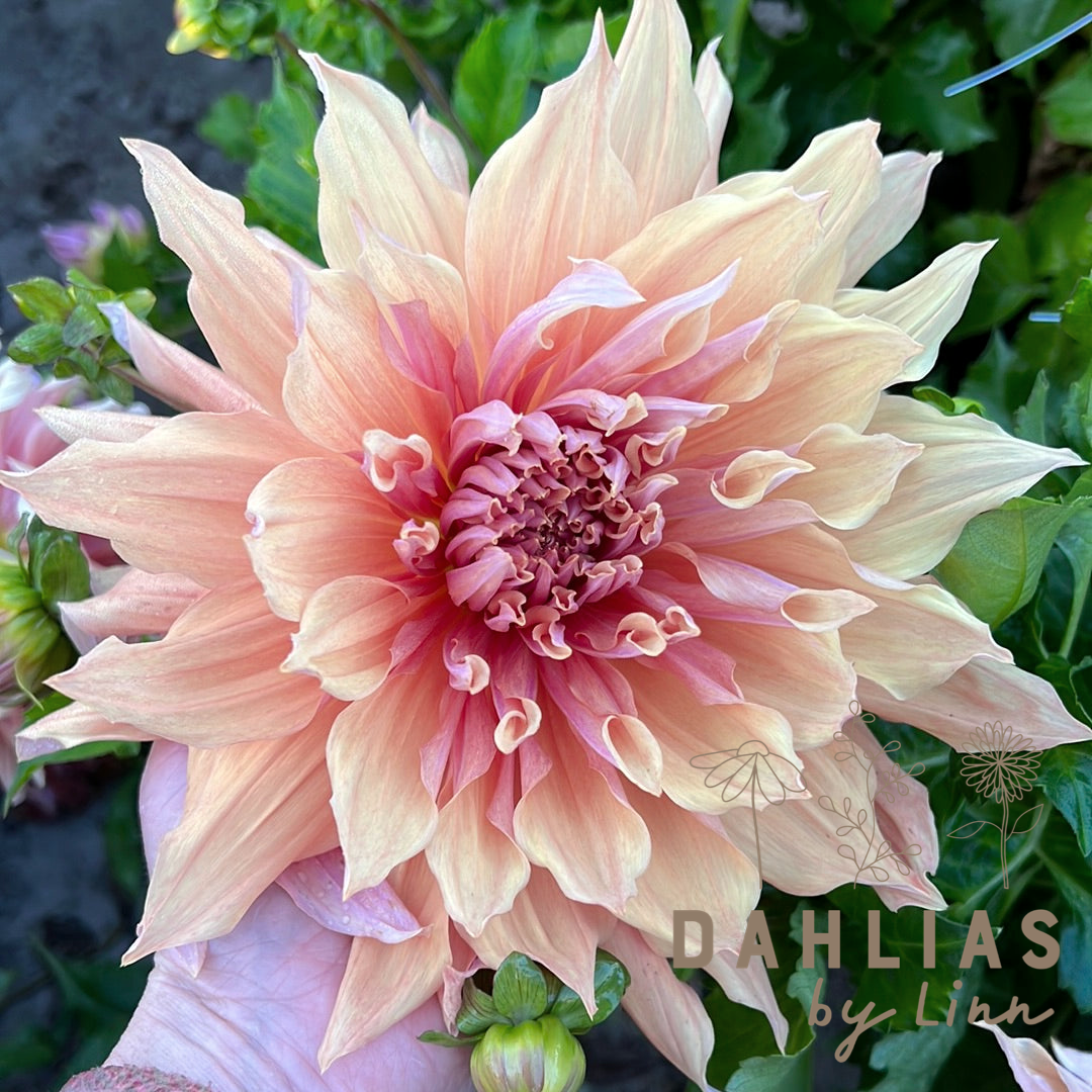 Dahlia Mango madness