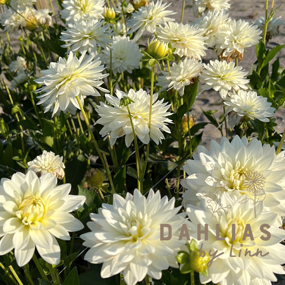 Dahlia Karma Maarten Zwaan