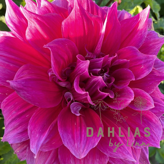 Dahlia Emory Paul
