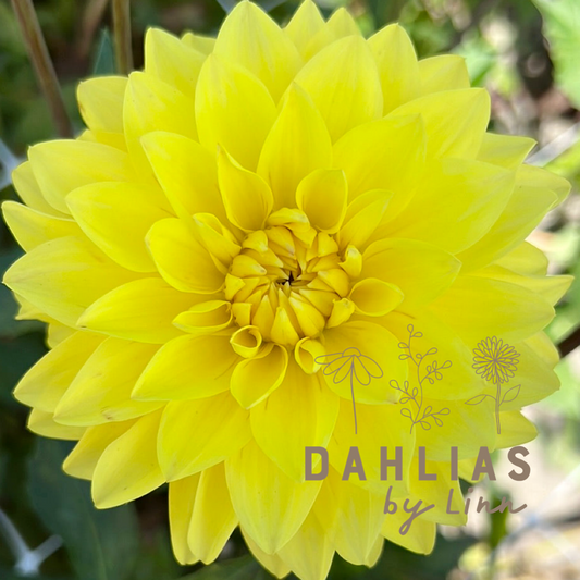 Dahlia American Sun