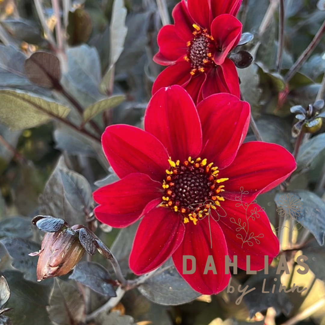 Dahlia HS Romeo