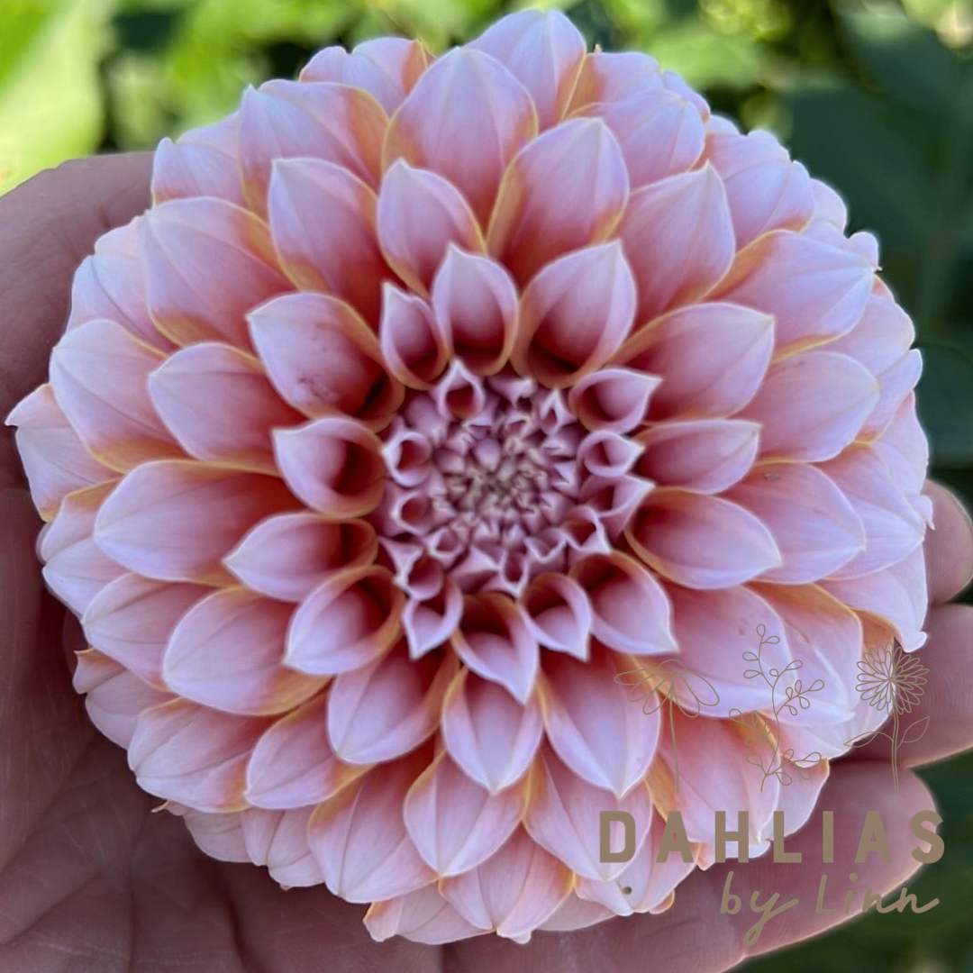 Dahlia Peaches