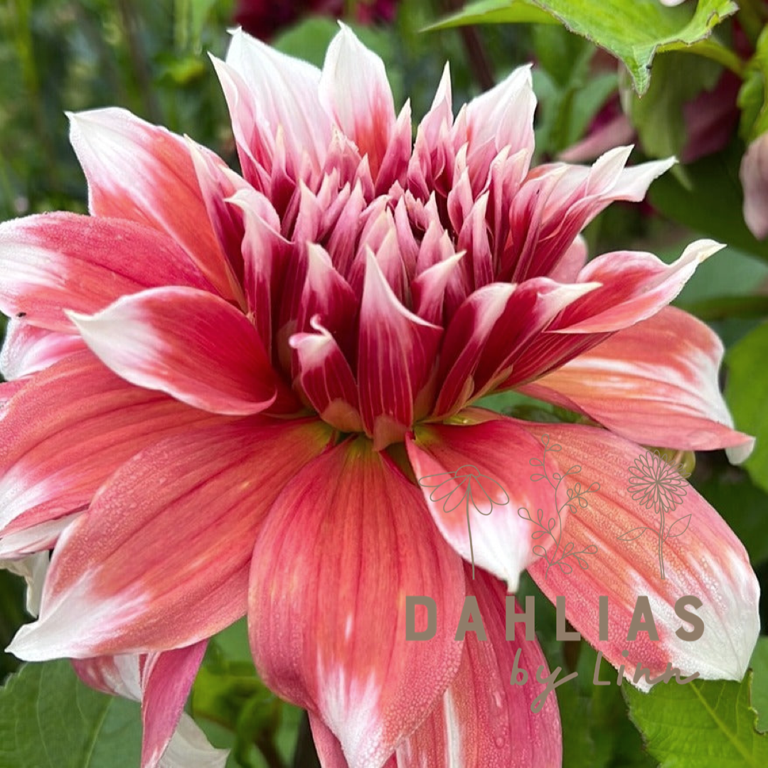 Dahlia Frost Nip