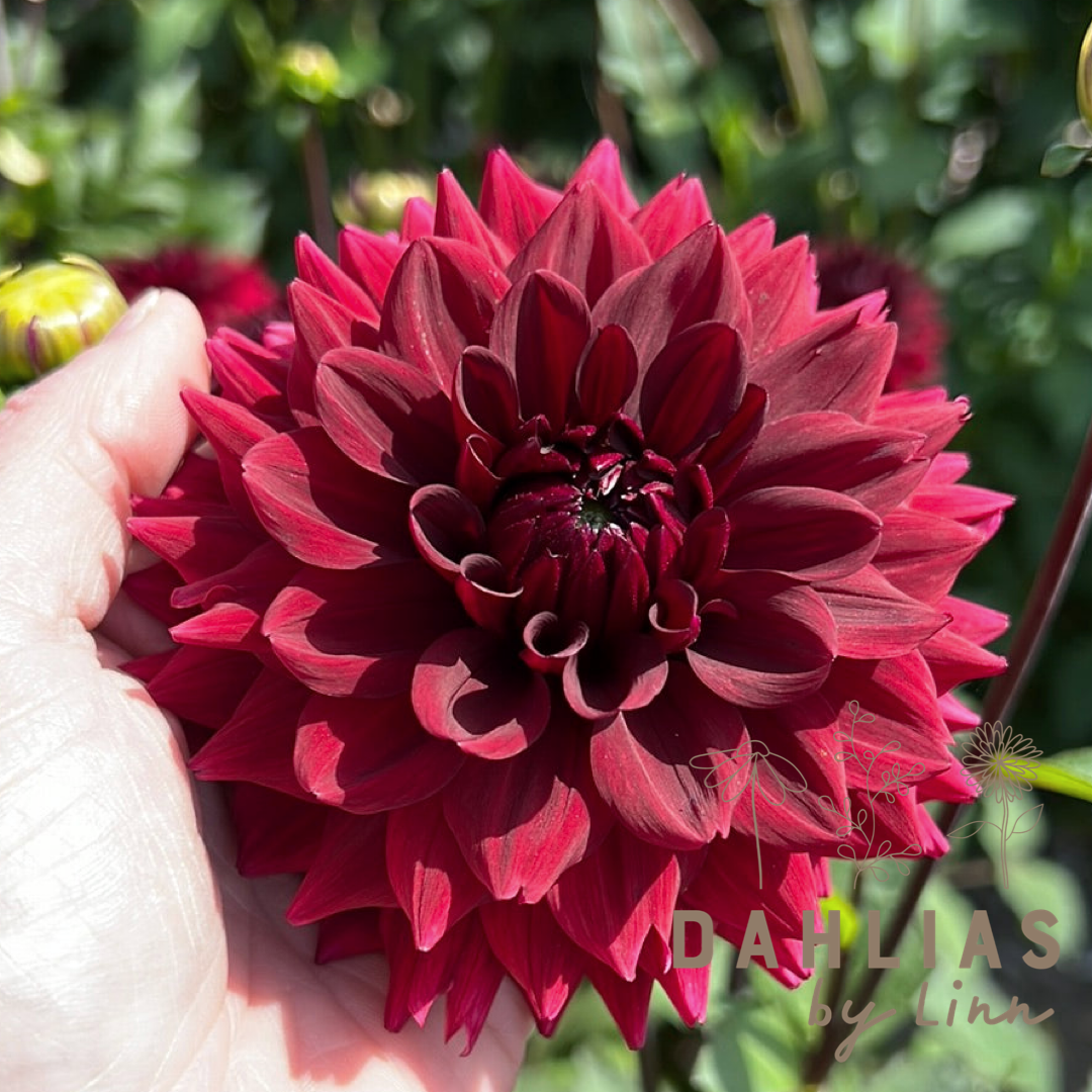 Dahlia Painted Black