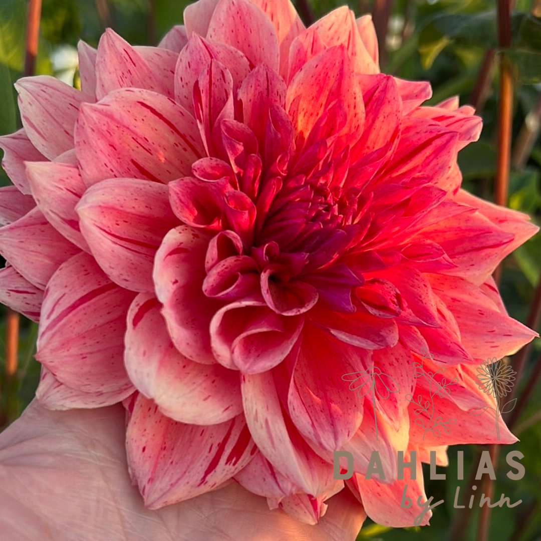 Dahlia Sturm Princess Utgår!