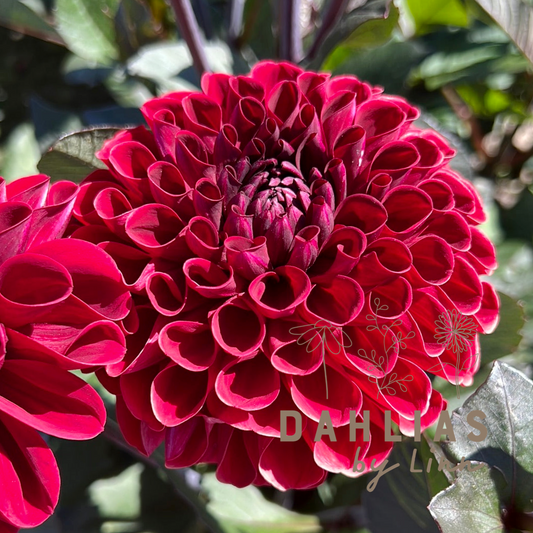Dahlia Baccara