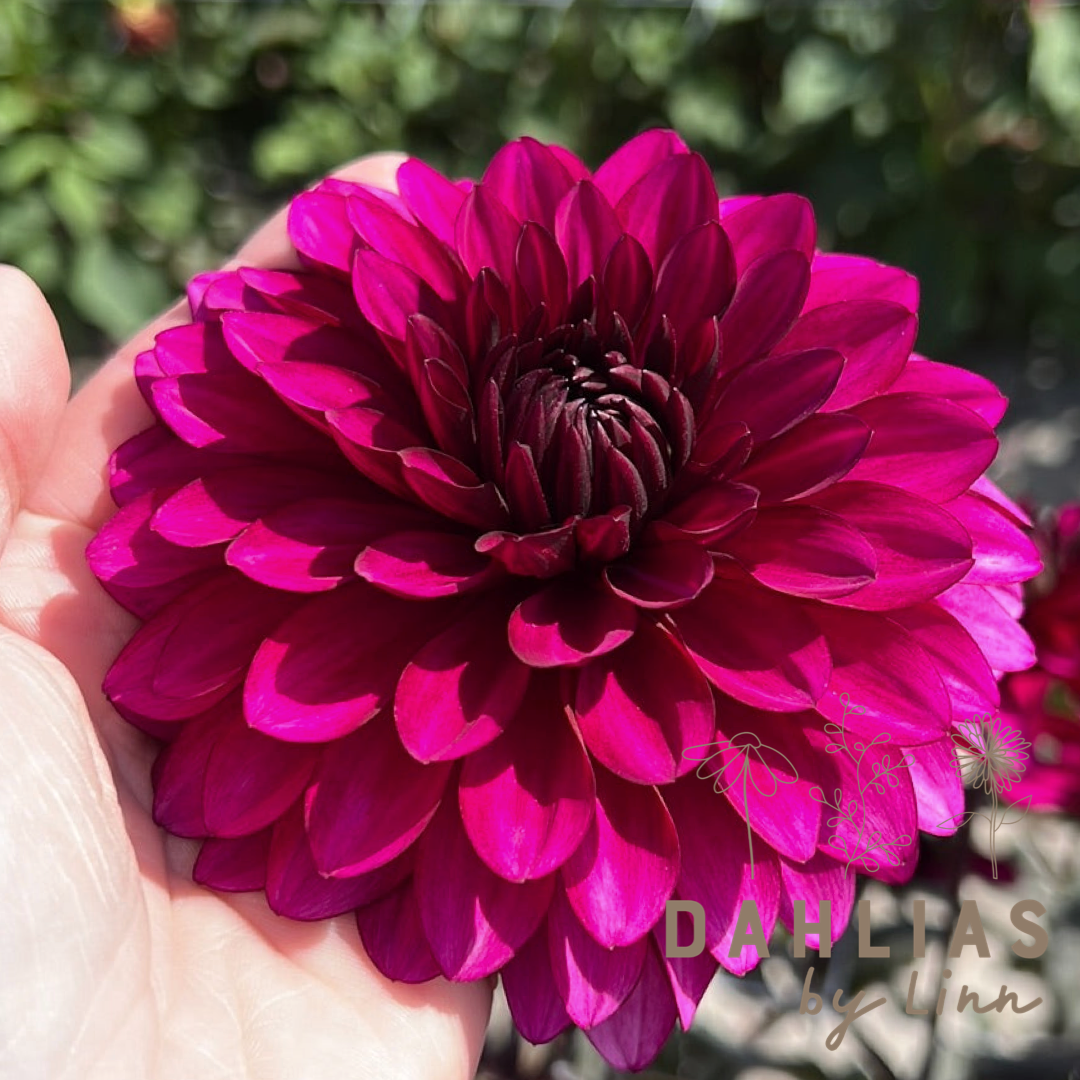 Dahlia Purple Flame