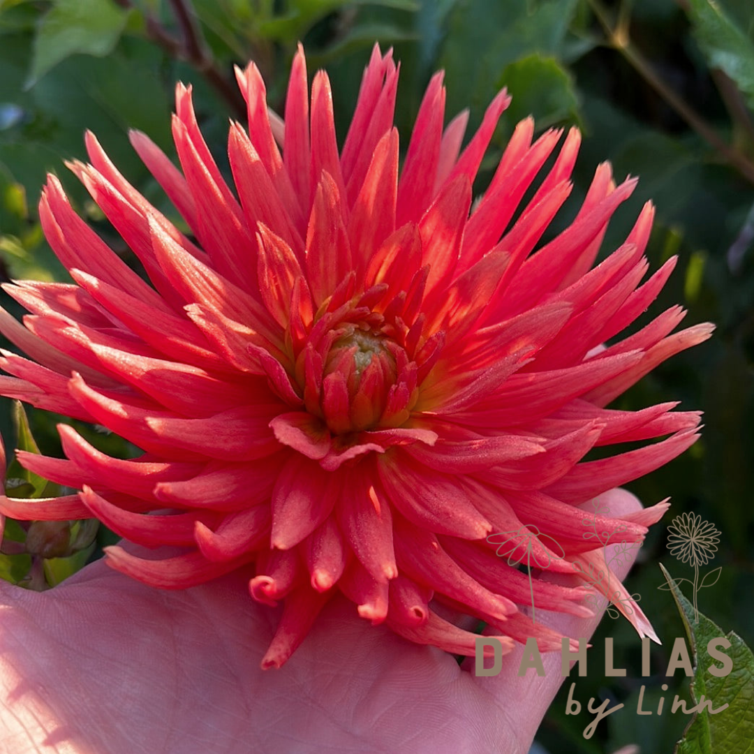 Dahlia Ludwig Helfert