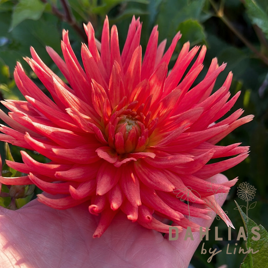 Dahlia Ludwig Helfert