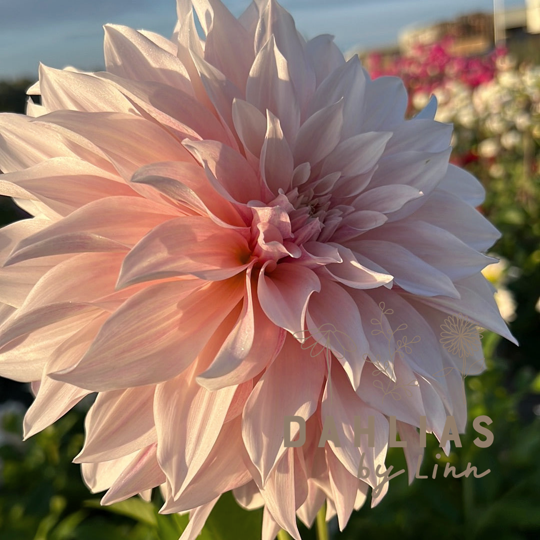 Dahlia Café au lait