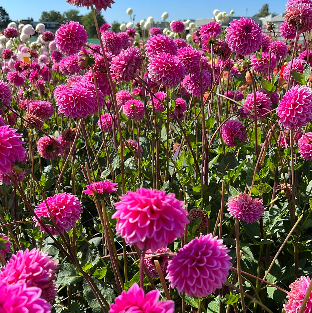 Dahlia Pink Sylvia