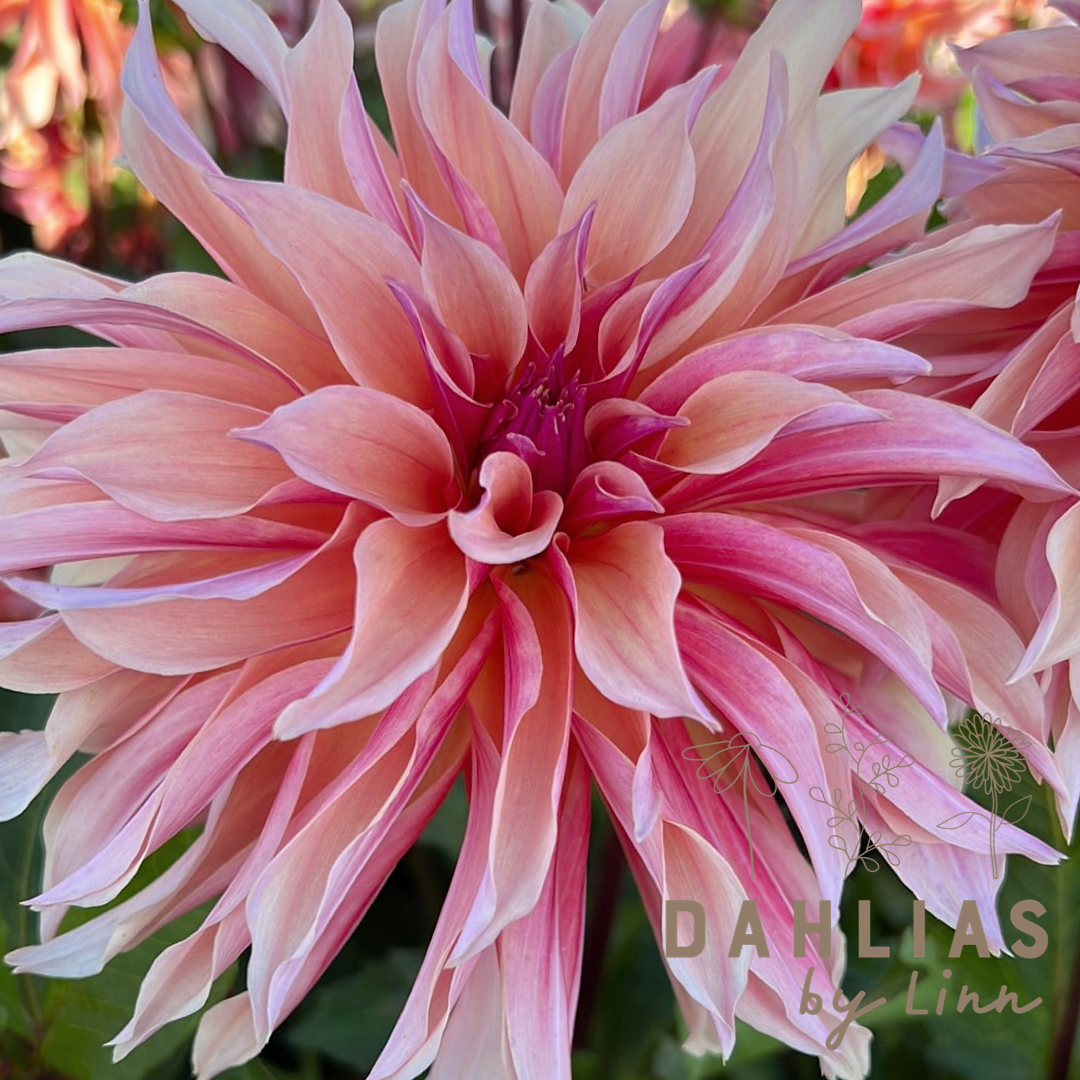 Dahlia Labyrinth