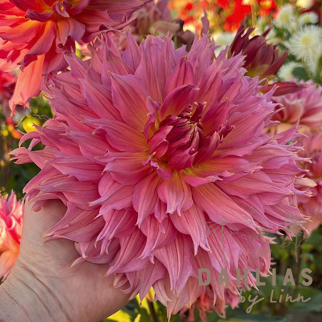 Dahlia Omega