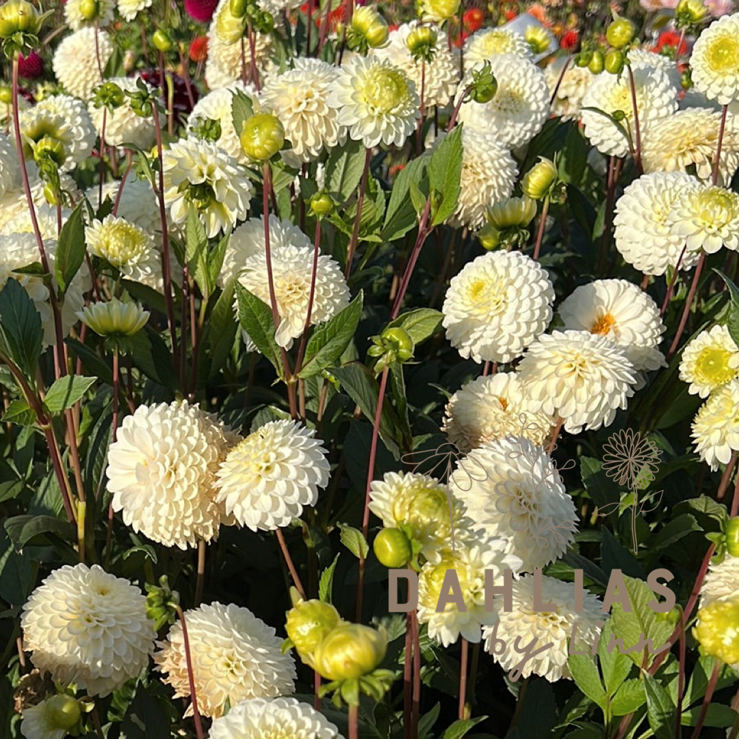 Dahlia Caro