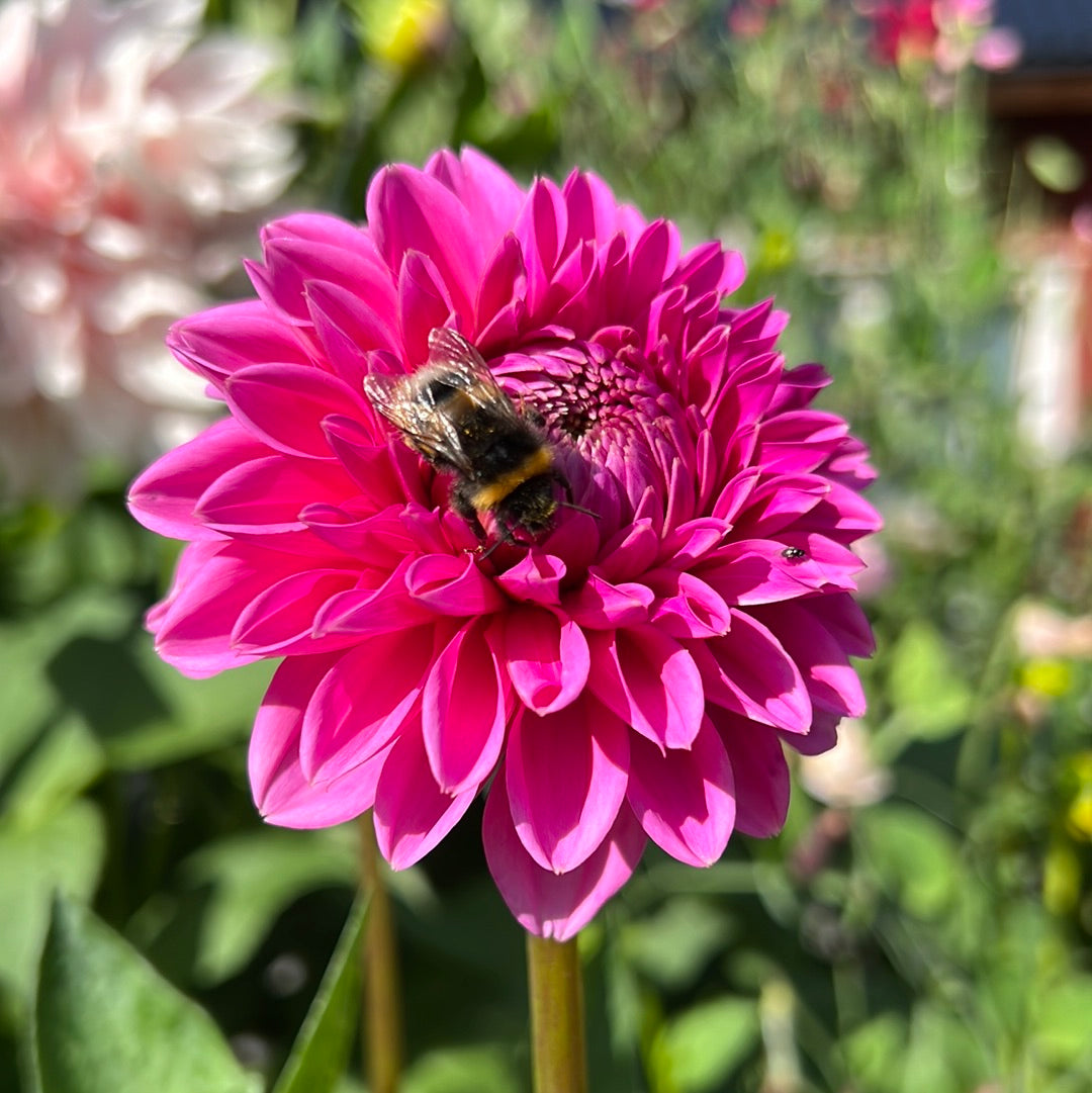 Dahlia Pink Sylvia