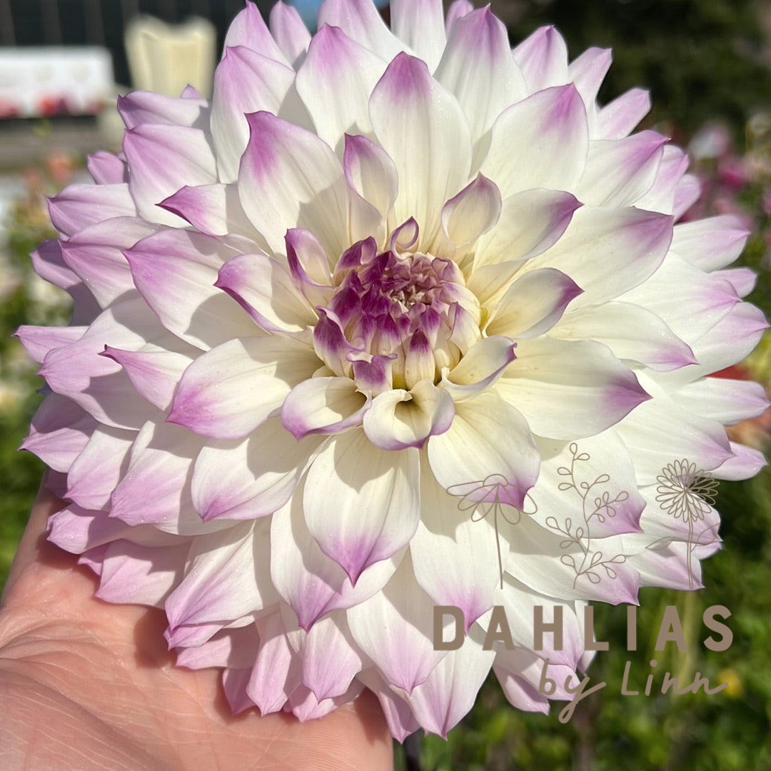 Dahlia Hapet Blue Eyes