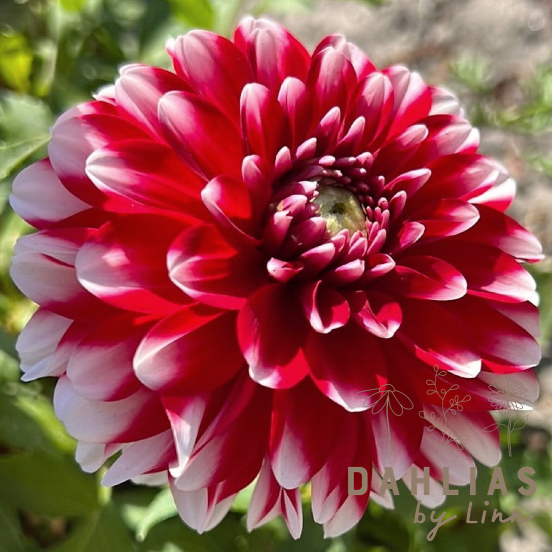 Dahlia Little Tiger