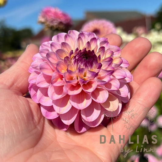 Dahlia Wine Eyed Jill