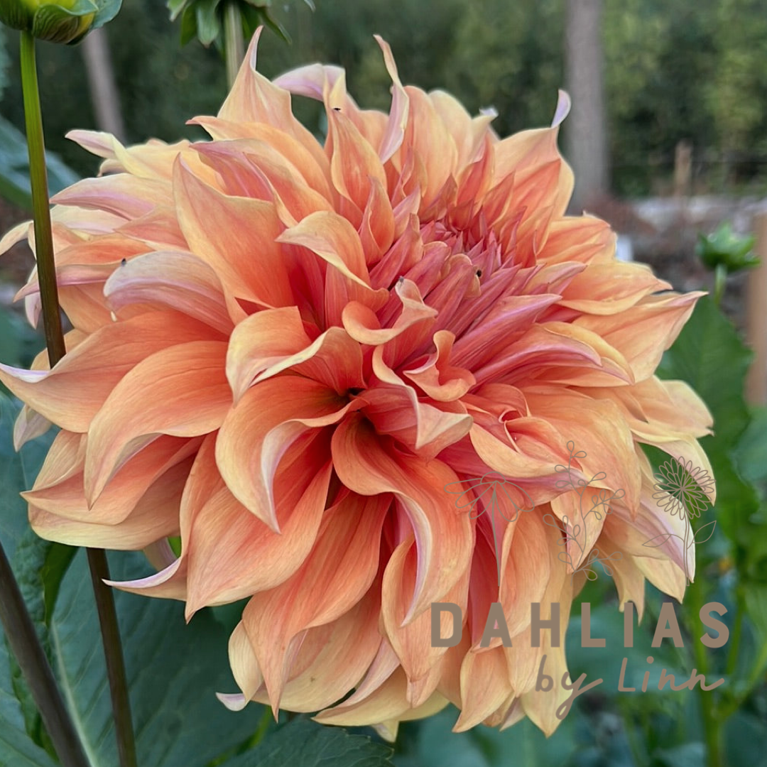 Dahlia Hercules