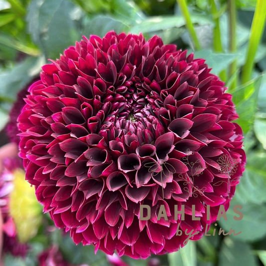 Dahlia Black Pierre