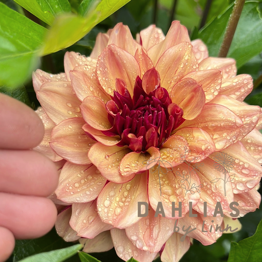 Dahlia Creme de Cognac