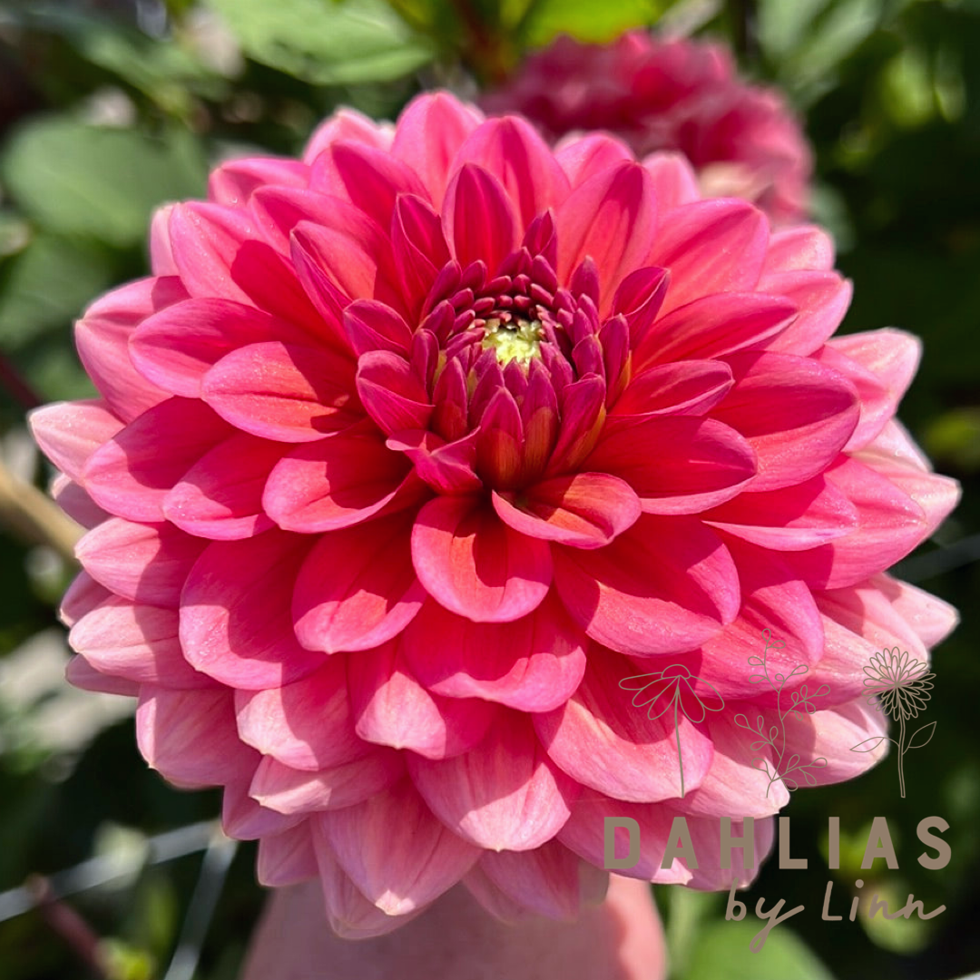 Dahlia Salmon Runner