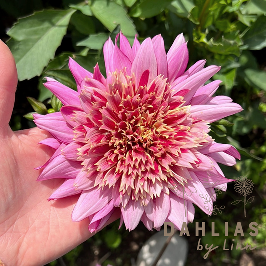 Dahlia Mambo