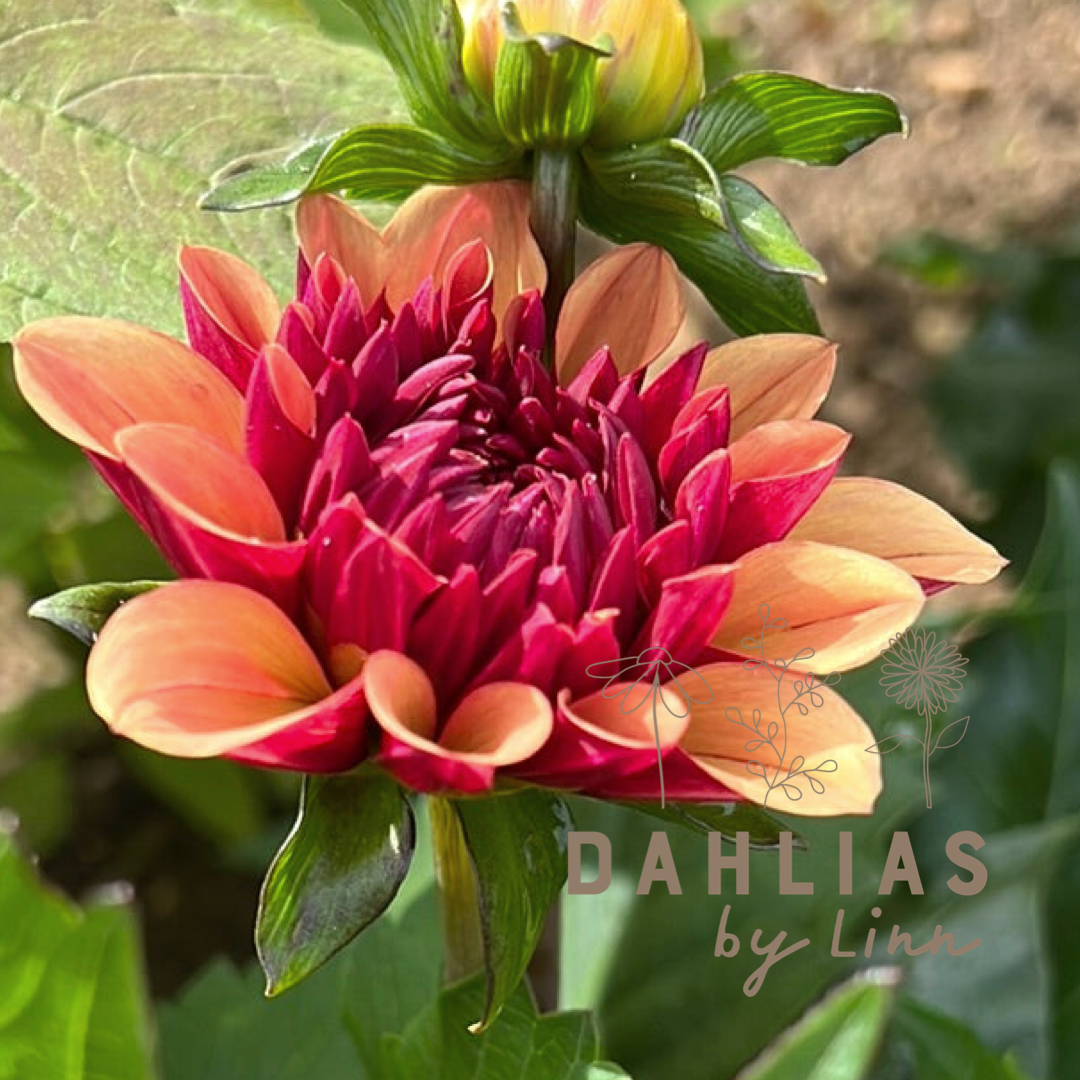Dahlia Creme de Cognac