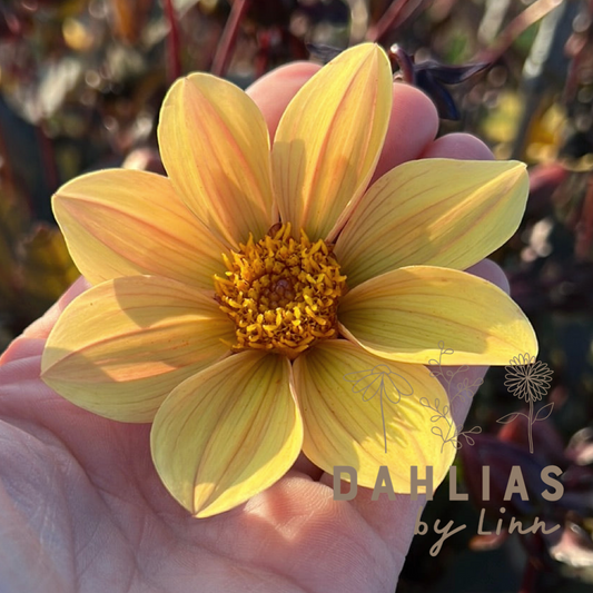 Dahlia HS Party ®