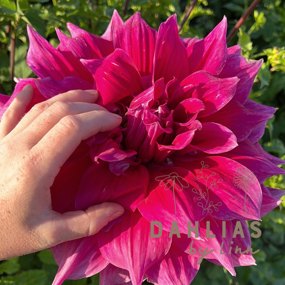 Dahlia Emory Paul