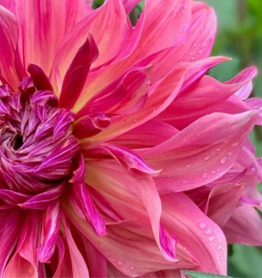 Dahlia Penhill Dark Monark