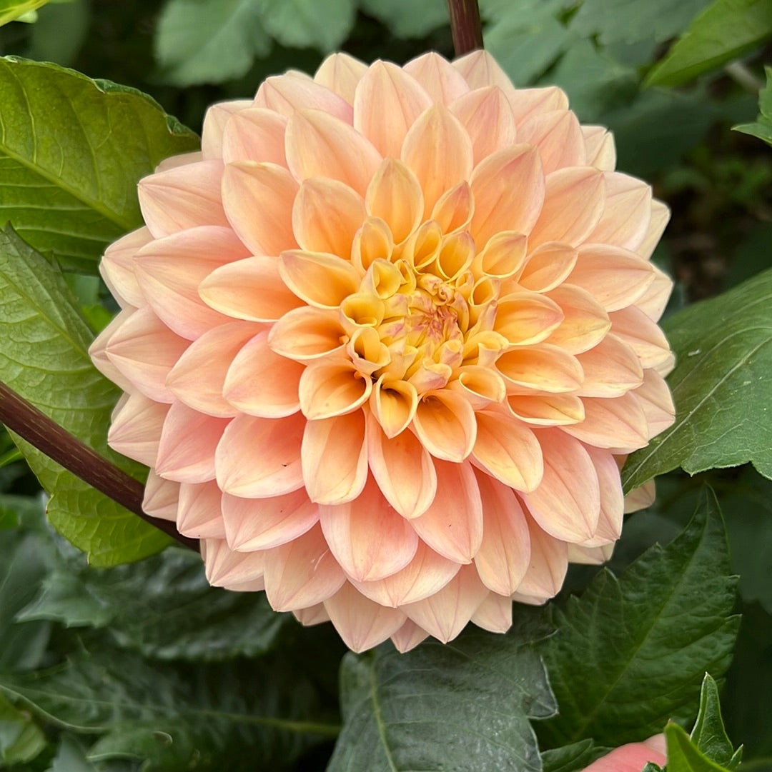 Dahlia Prinsess Elizabeth