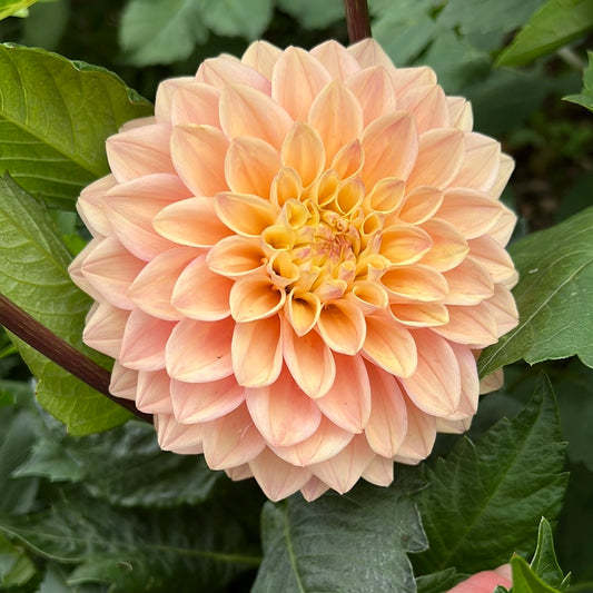 Dahlia Prinsess Elizabeth