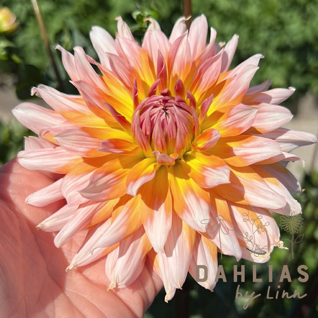Dahlia Okapi's Sunset