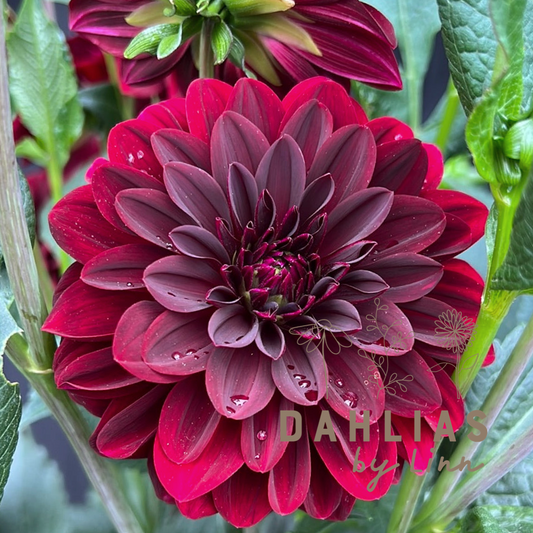 Dahlia Arabian Night