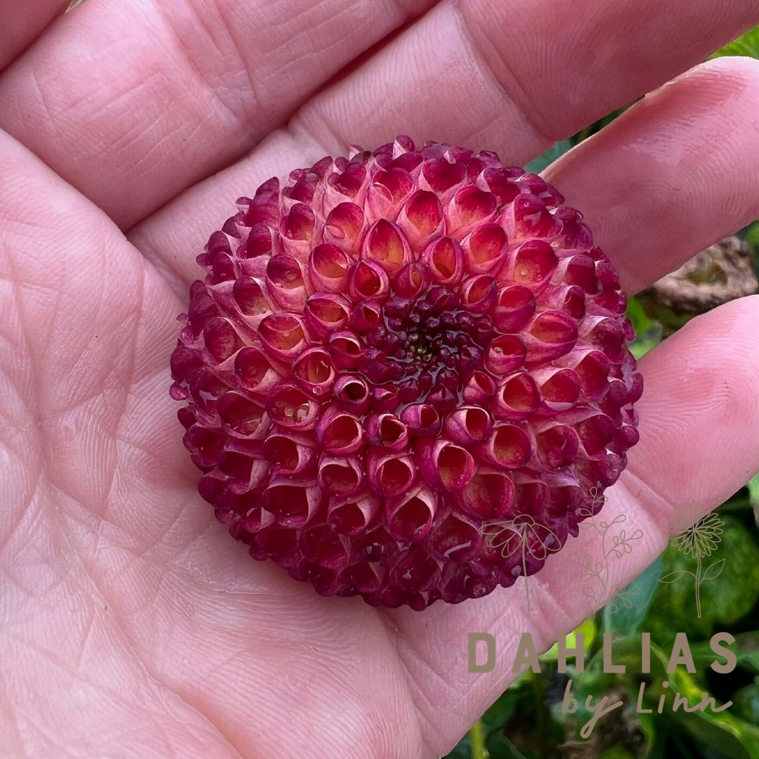 Dahlia Vino