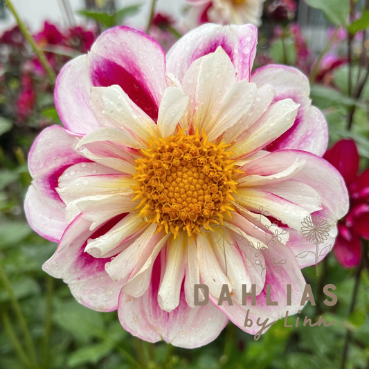 Dahlia Bumble Rumble