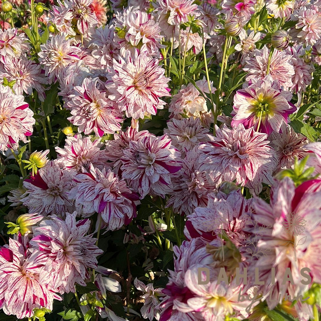 Dahlia Prince Vailant