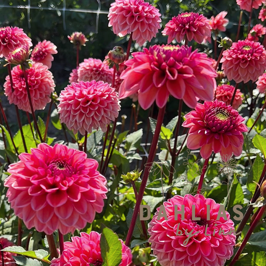 Dahlia Daisy Duke
