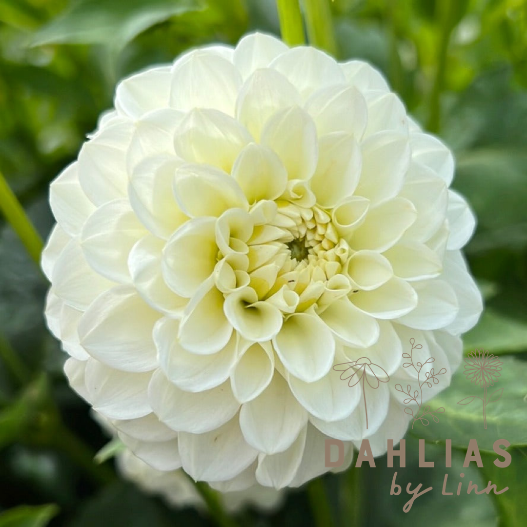 Dahlia White Aster