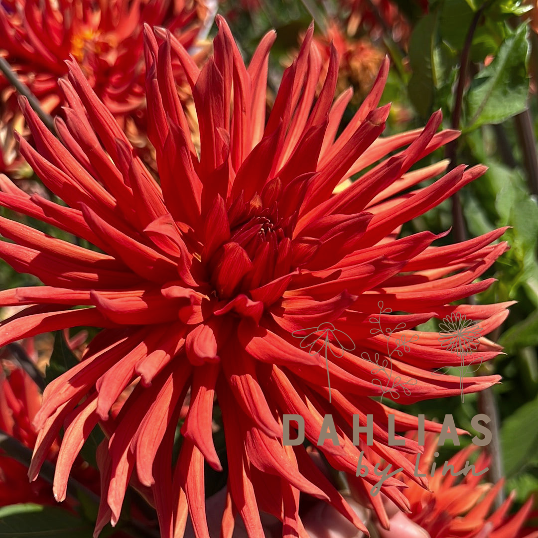 Dahlia Autumn Orange