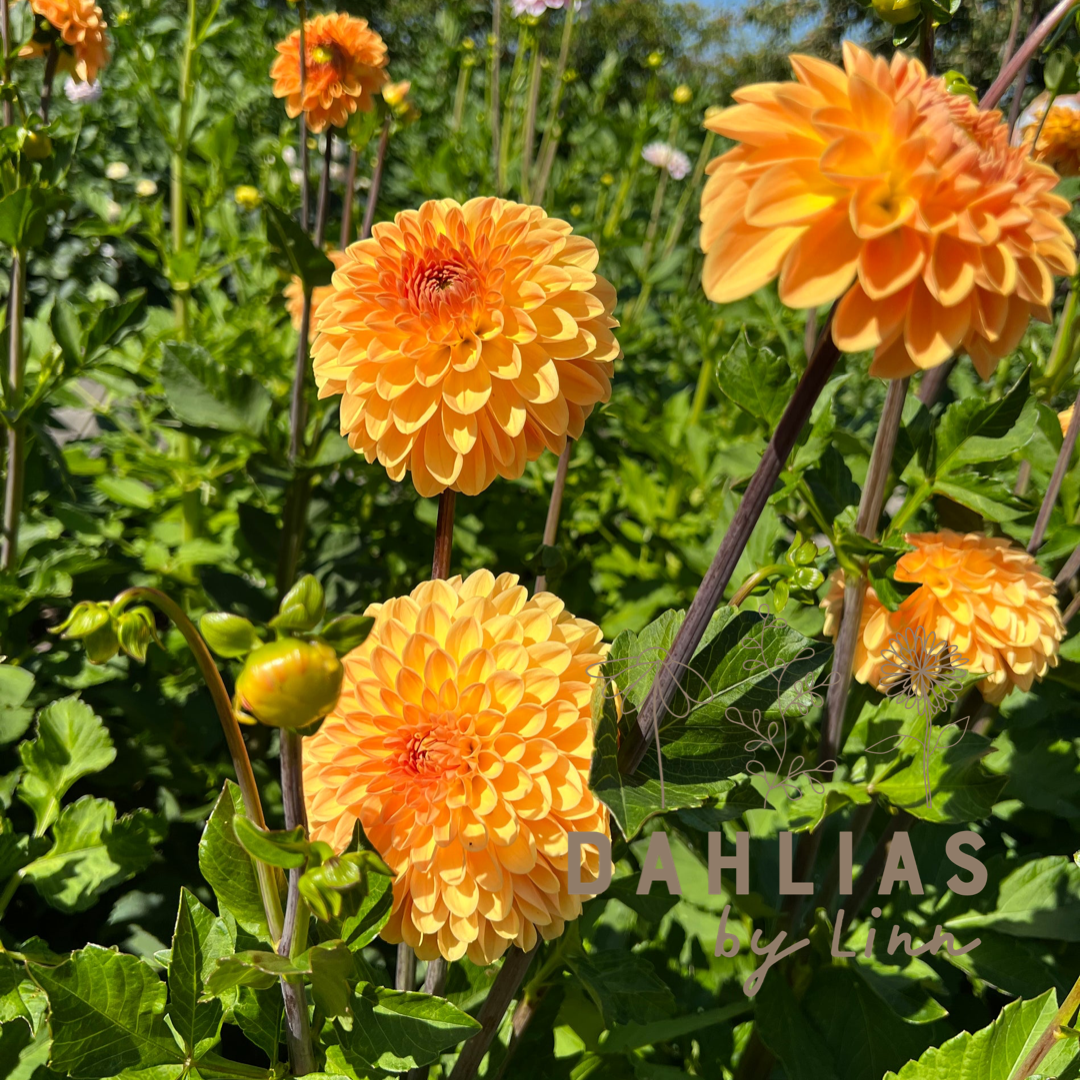 Dahlia Amber Crystal