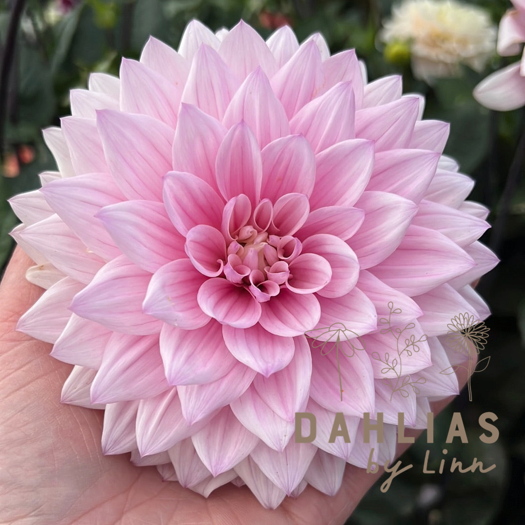Dahlia Karma Prospero
